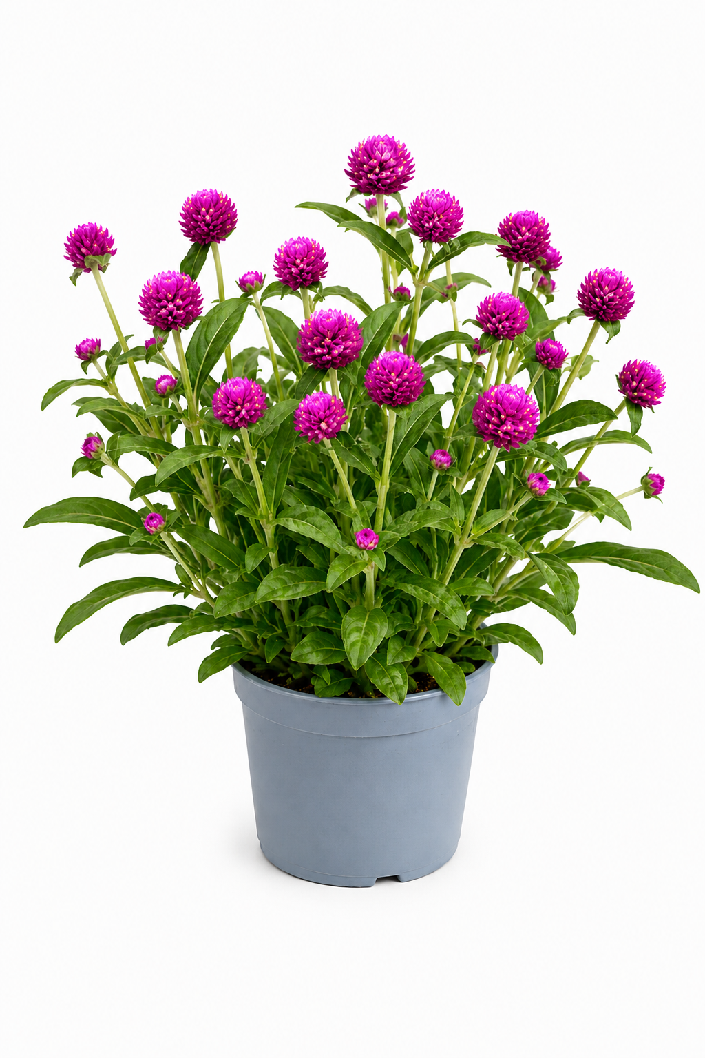 Gomphrena globosa T12 – Kugelamaranth