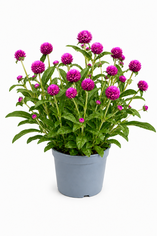 Kugelamaranth im Topf mit vielen Blüten in lilaner Farbe