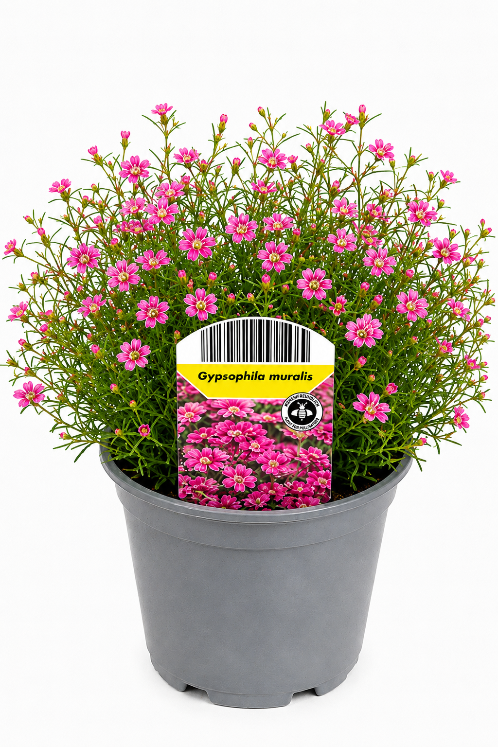 Gypsophila muralis T12 – Rosa Schleierkraut