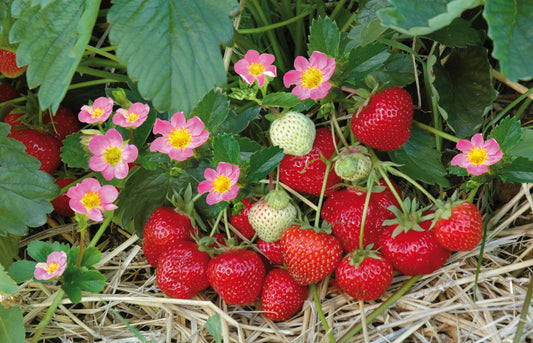 Bild der Hummierdbeeren "Merosa" mit Früchten und Blüten