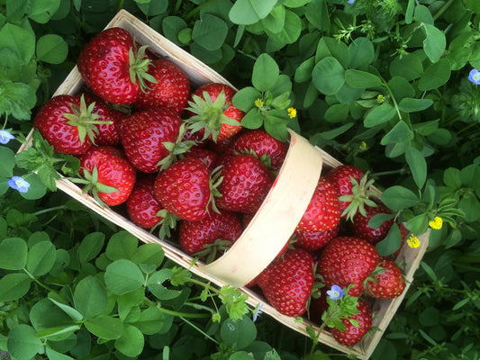 Hummi Herzle Erdbeeren im Korb. Viele rote Früchte.