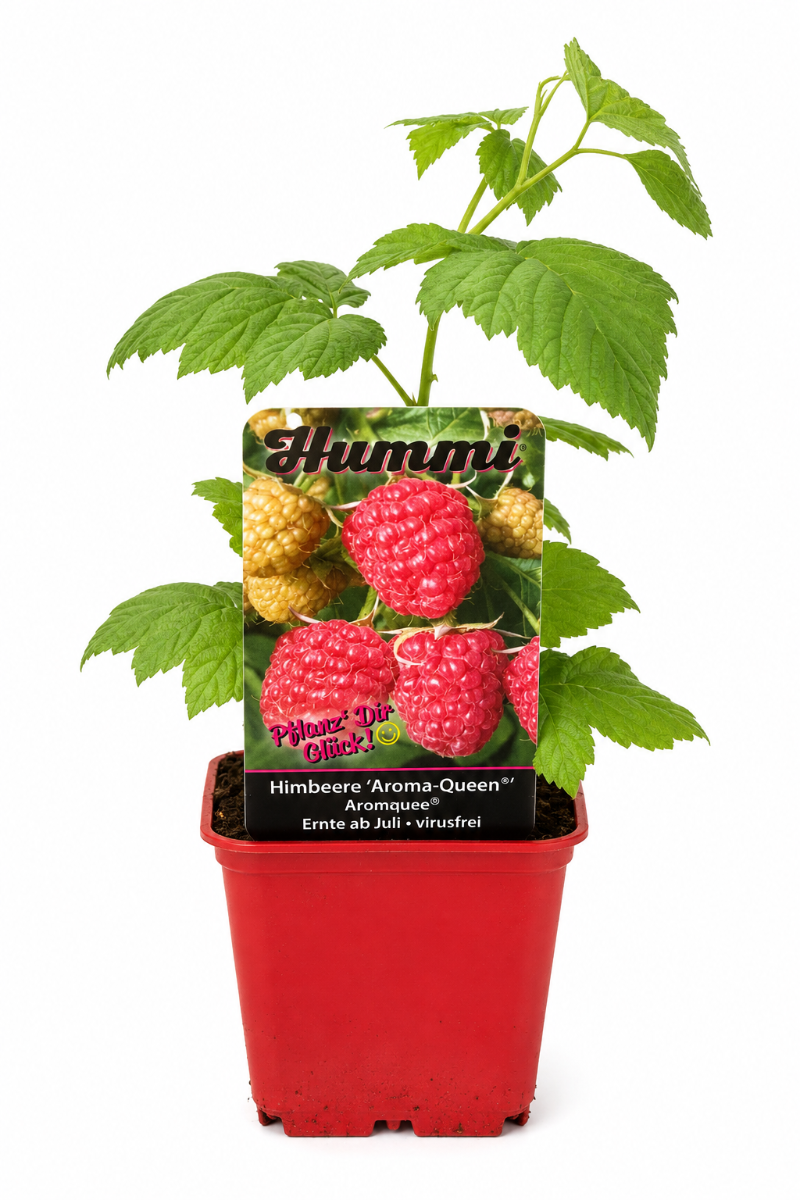 Produktfoto einer Himbeere 'Aroma-Queen' mit Etikett.
