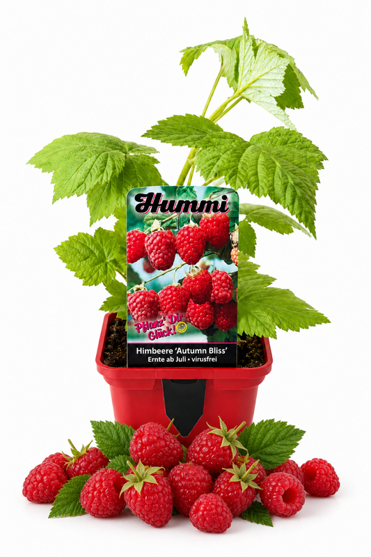 Produktfoto von Himbeere Autumn Bliss im Pflanztopf mit Himbeeren.