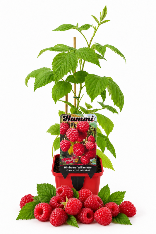 Produktfoto einer Himbeerpflanze