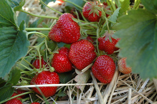 Nahaufnahme der Hummi Erdbeeren Sorte "Rimona"