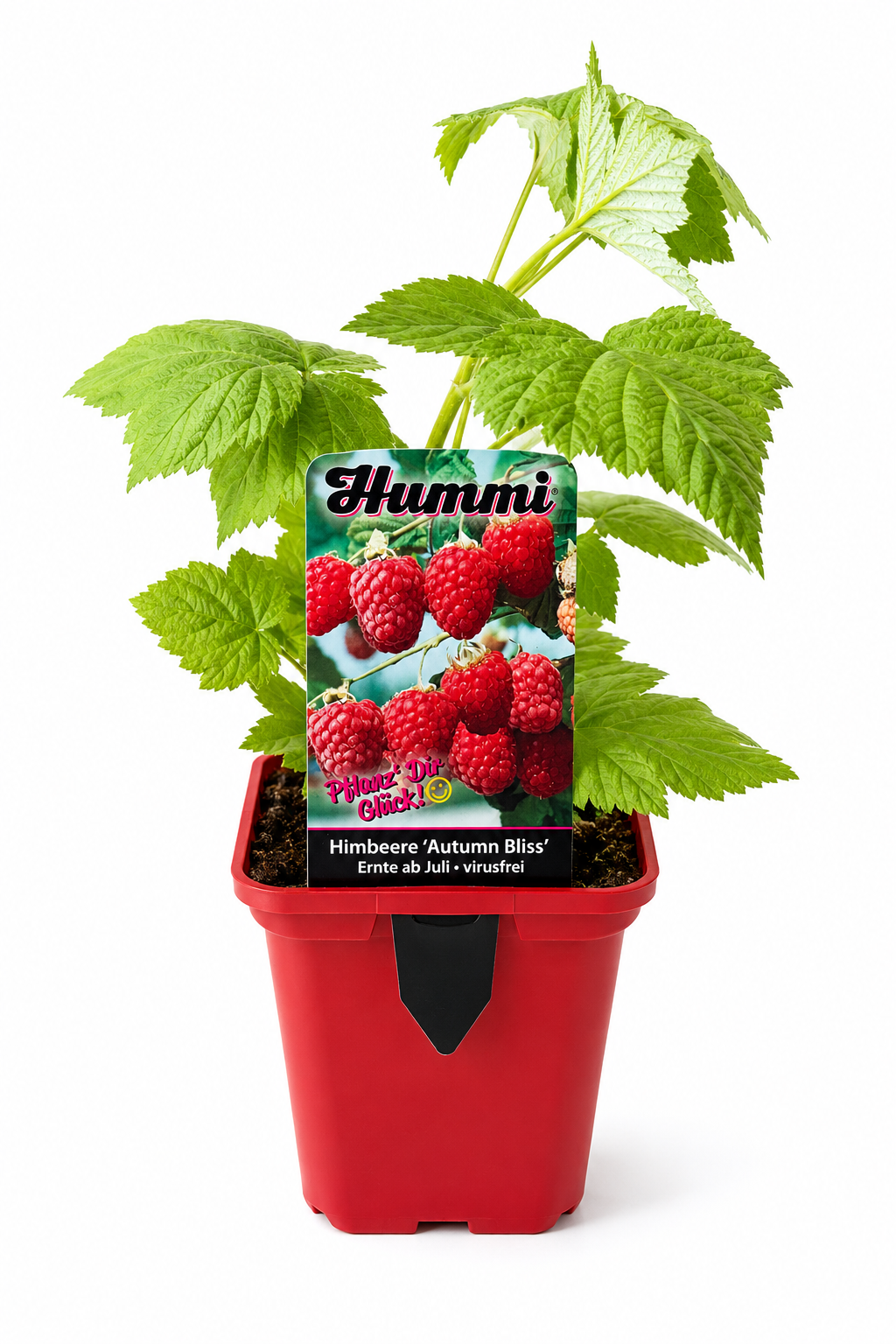 Himbeere 'Autumn Bliss' – Herbsthimbeere im T10,5 Topf