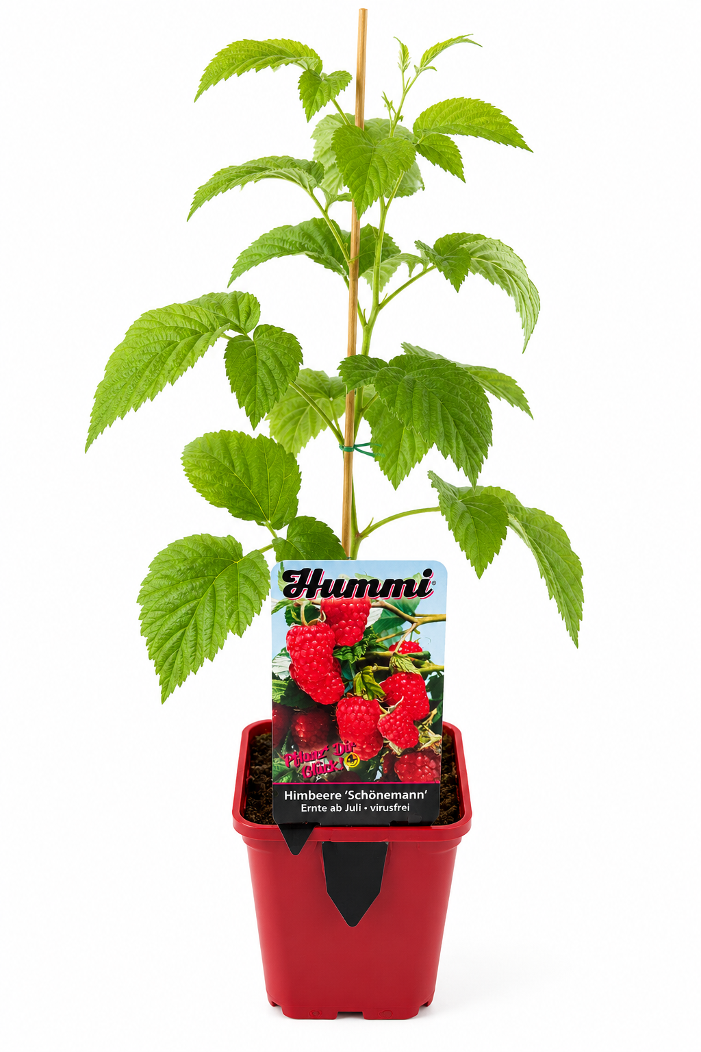 Himbeere 'Schönemann' – Sommerhimbeere im T10,5 Topf