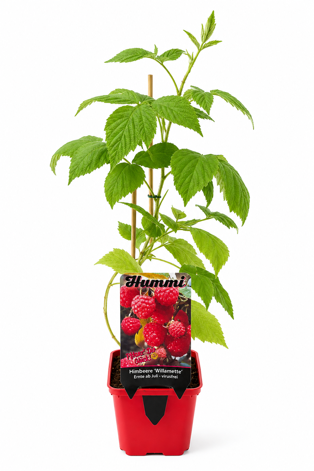 Himbeere 'Willamette' – Ertragreiche Sommerhimbeere