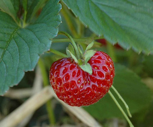Nahaufnahme einer einzelnen Frucht der Hummi Erdbeersorte "Neue Mieze"