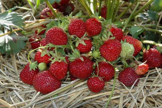 Bild der Hummierdbeeren "Praline"