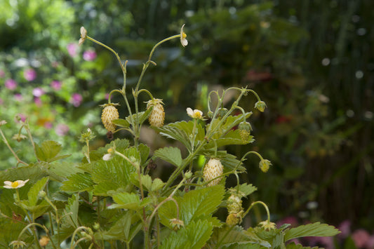 Nahaufnahme der Hummi Erdbeeren "Weisse Fee" in einem Garten.