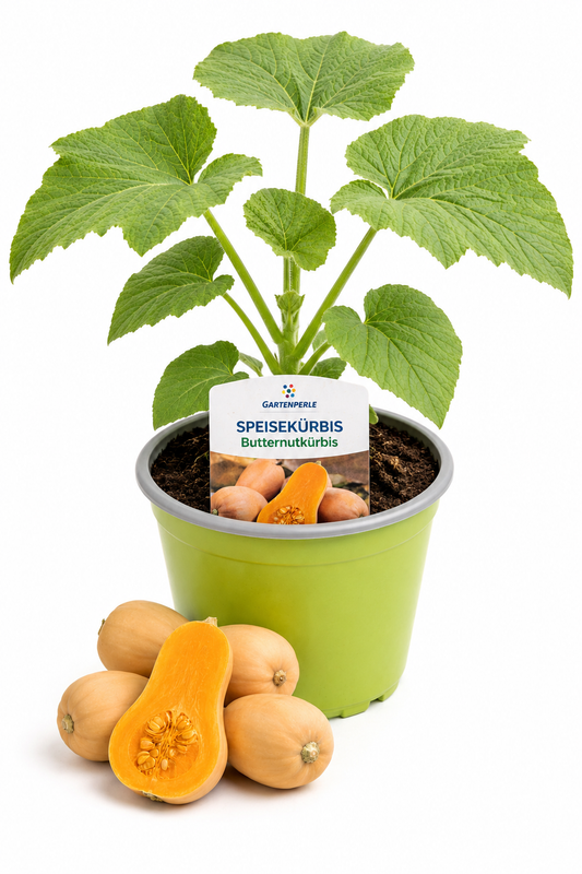 Butternutkürbis - Speisekürbis