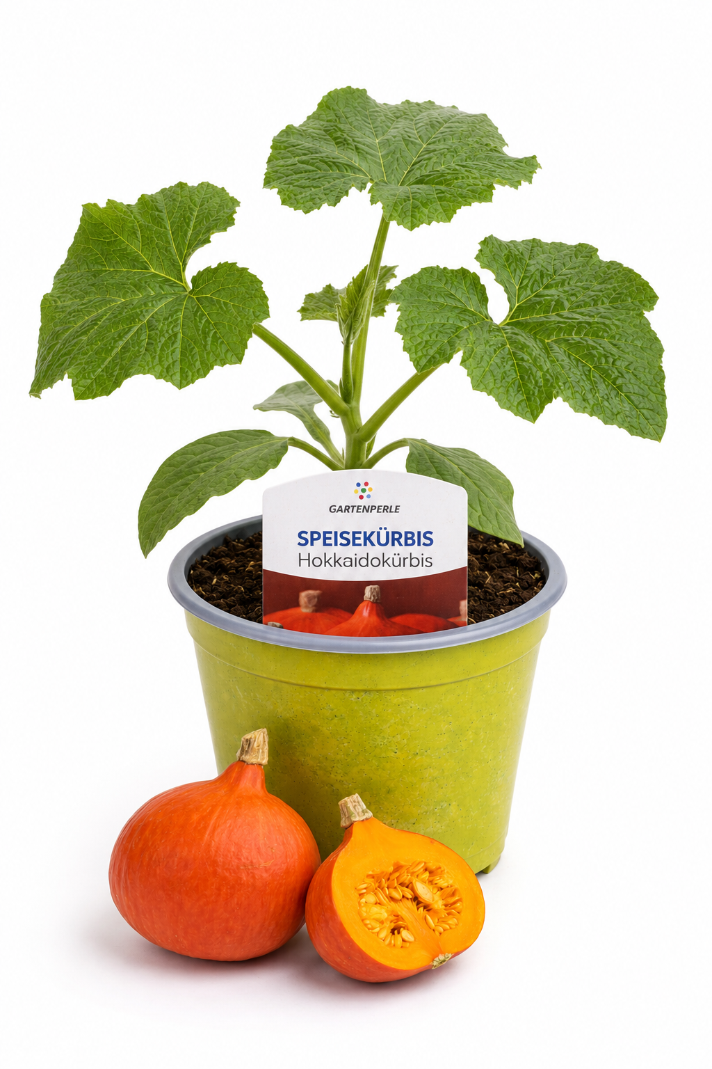 Speisekürbis Hokkaido | Jungpflanze im T10,5 Topf
