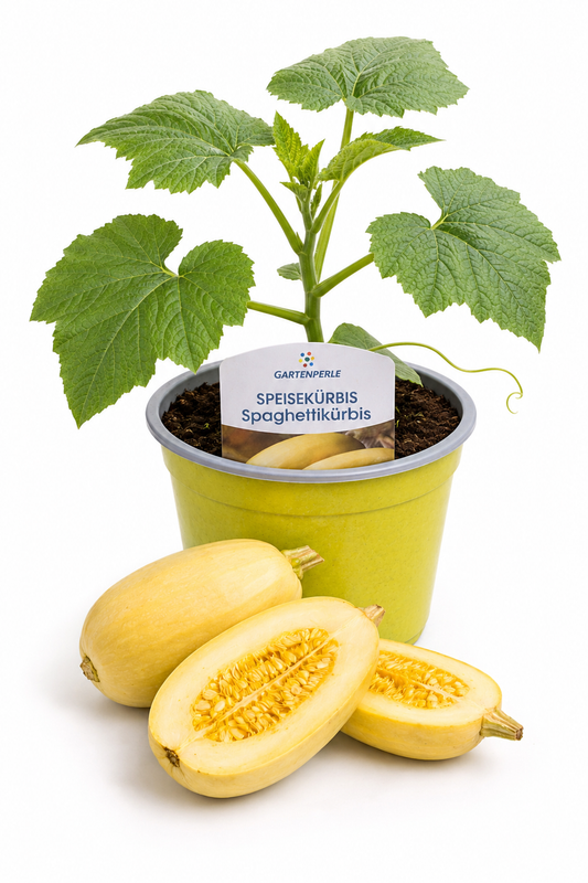 Speisekürbis Spaghettikürbis | Jungpflanze im T10,5 Topf