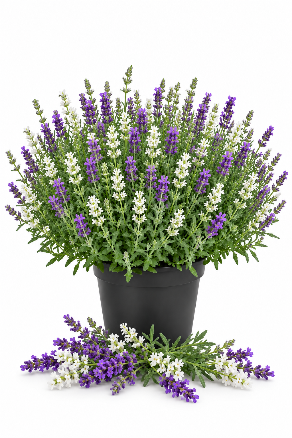 Lavendel Duo 3er Set - Weißer & Blauer Lavendel im T12 Topf