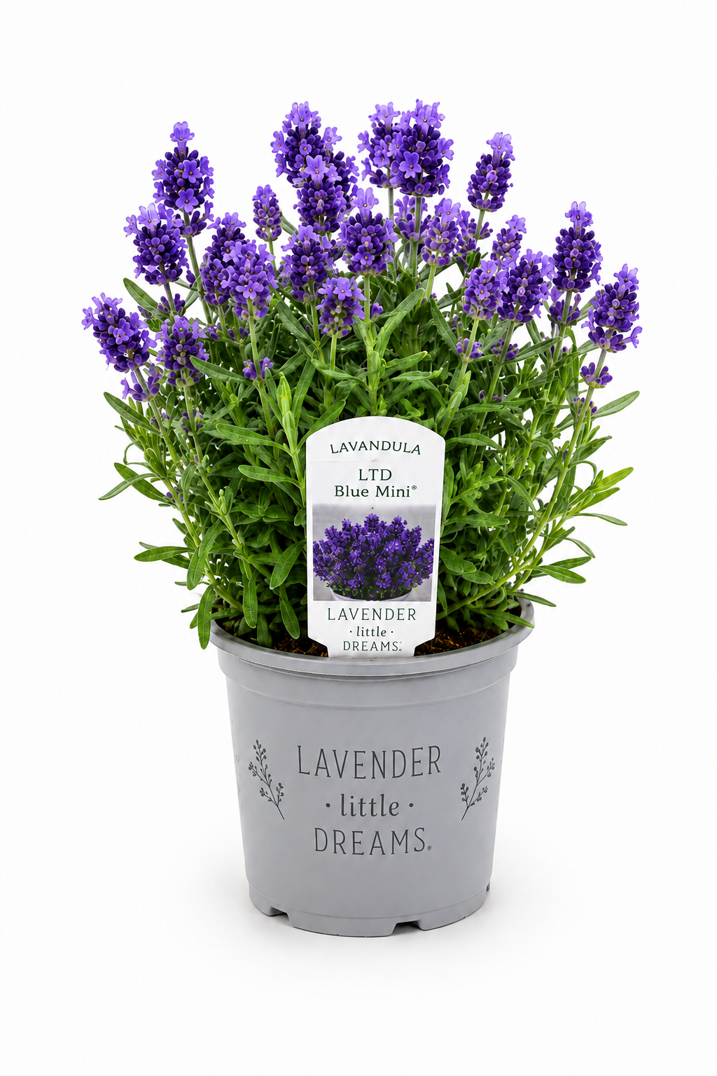 Lavendel Blau Mini - Blaue Blüte T10,5