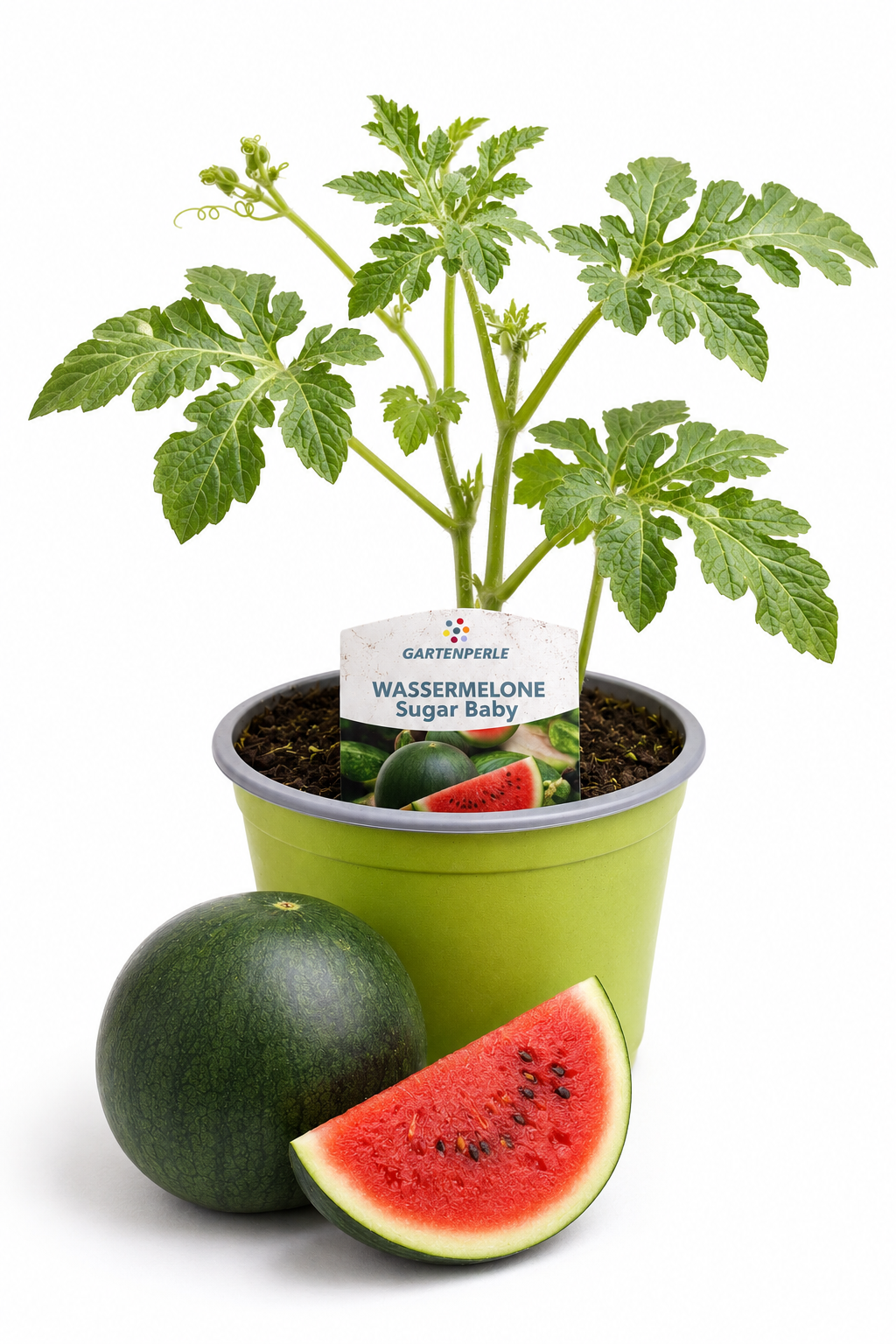 Mini Wassermelone | Jungpflanze im T10,5 Topf