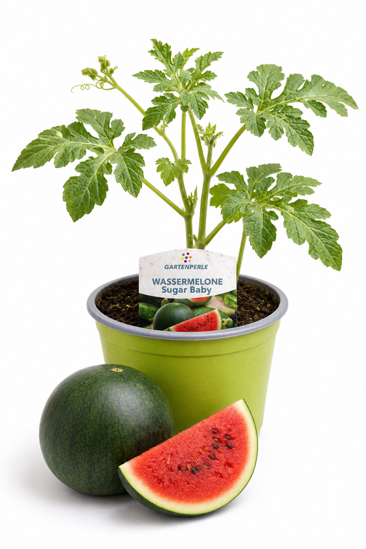 Mini Wassermelone | Jungpflanze im T10,5 Topf