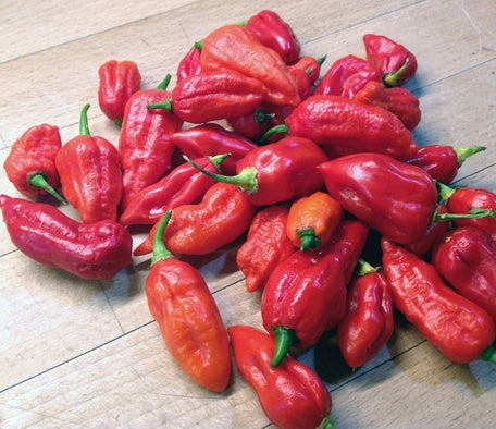 Chili Naga Jolokia – Chilipflanze