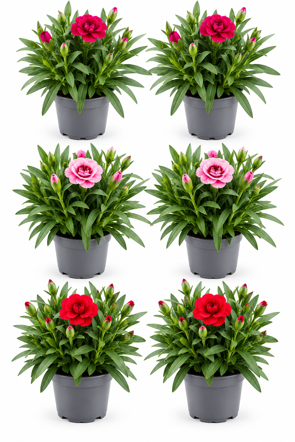 Nelken Oscar – 6er Set