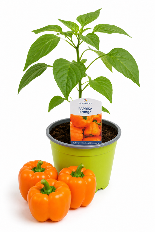 Paprika Orange | Jungpflanze im T10,5 Topf