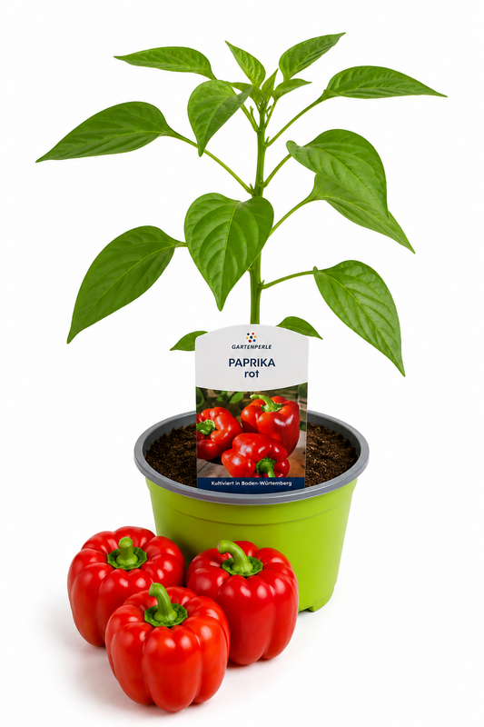 Paprika Rot | Jungpflanze im T10,5 Topf