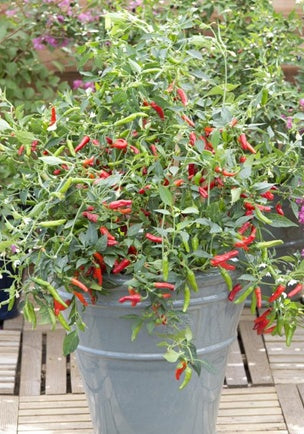 Patio Chili – Chilipflanze