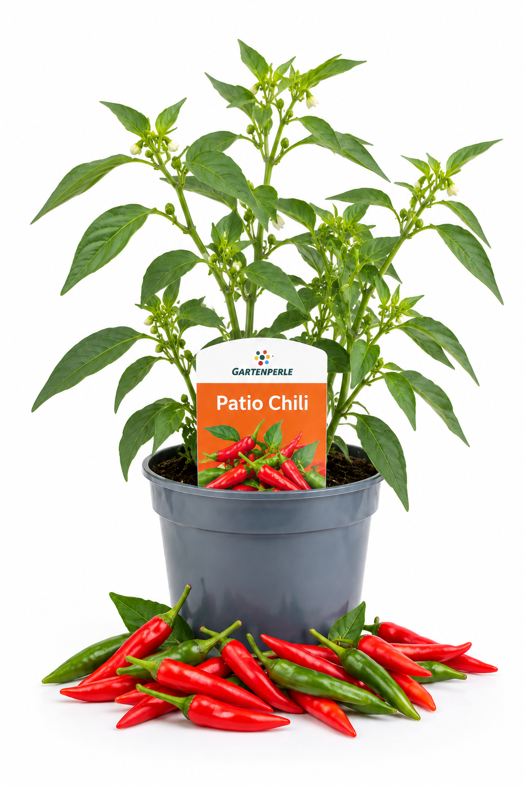 Patio Chili – Chilipflanze