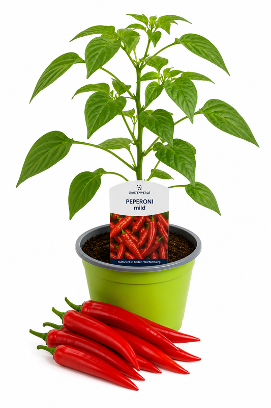 Peperoni mild | Jungpflanze im T10,5 Topf