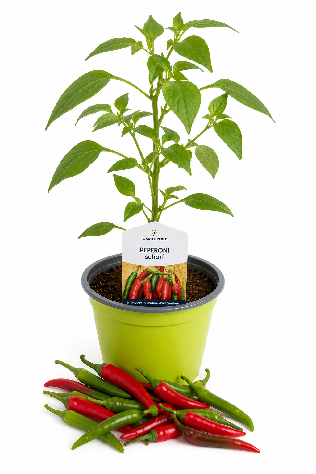 Peperoni scharf | Jungpflanze im T10,5 Topf
