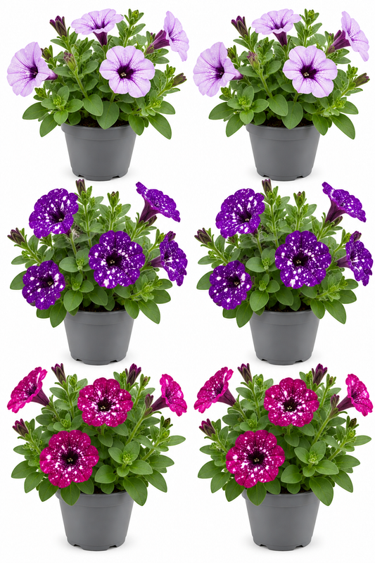 Petunia Sky Mix – 6er Set | Hängepetunien T10,5