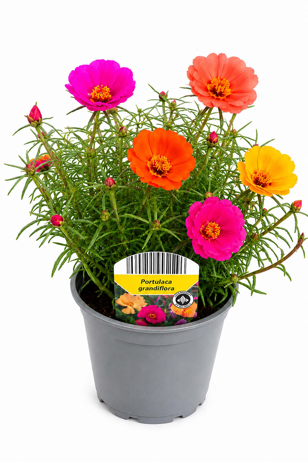 Portulaca grandiflora T12 – Moosröschen