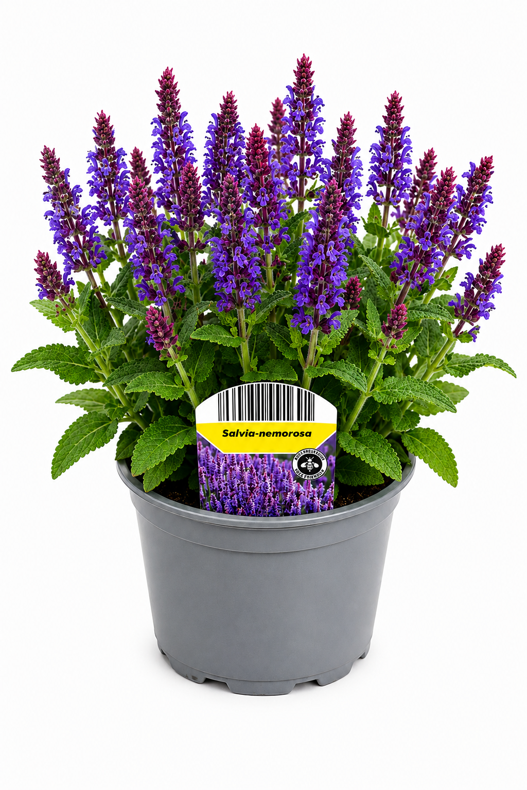 Salvia nemorosa T12 – Blauer Steppen-Salbei