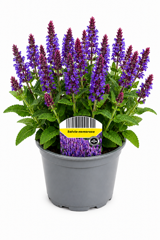 Salvia nemorosa T12 – Blauer Steppen-Salbei