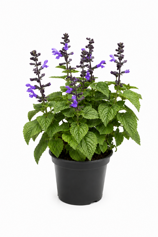 Die Salvia Salgoon Hellblau begeistert mit ihren leuchtend pinken Blüten und den dekorativen, dunkel gefärbten Blütenständen.