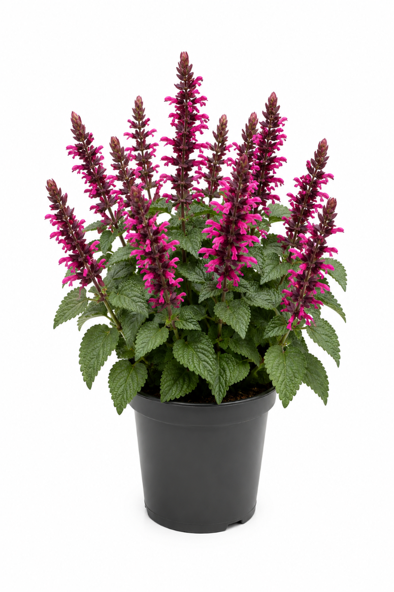 Die Salvia Salgoon Rosa begeistert mit ihren leuchtend rosa Blüten und den dekorativen, dunkel gefärbten Blütenständen.