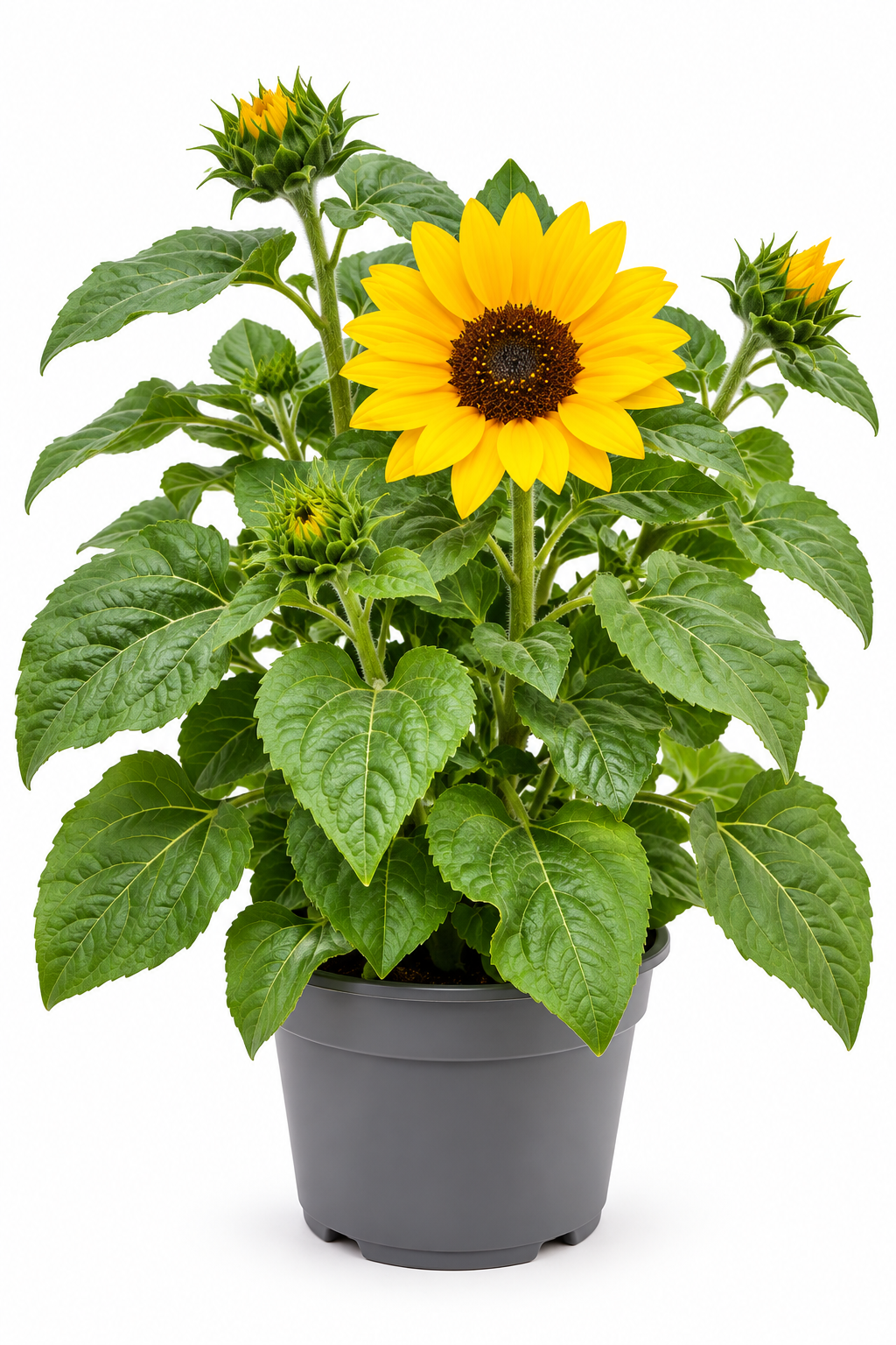 Sonnenblume im Topf – Helianthus | T12
