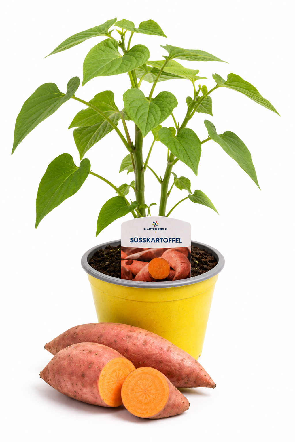 Süßkartoffel - Süßkartoffelpflanze