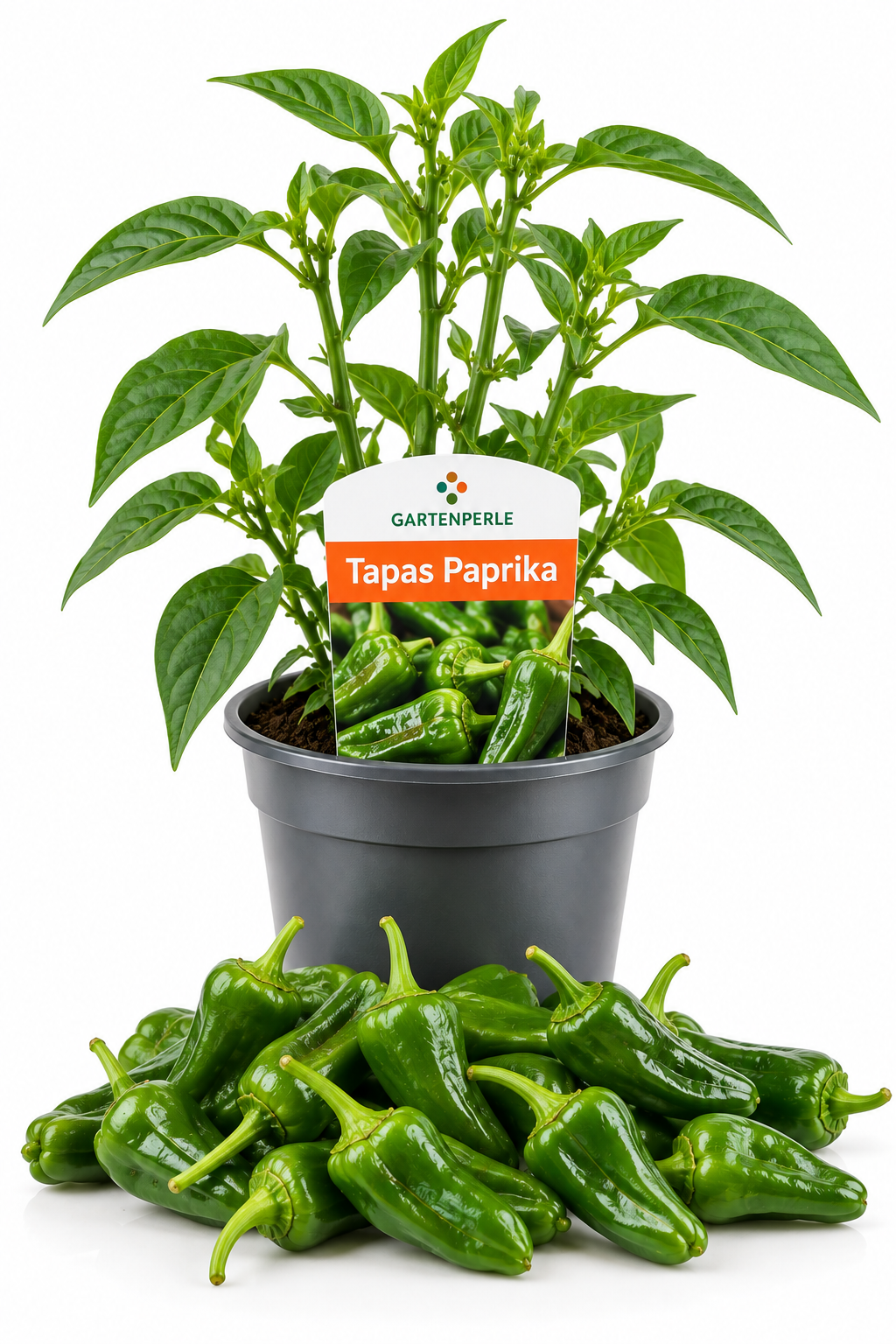 Tapas Paprika – Bratpaprika