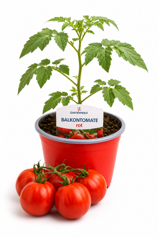 Balkontomate - Balkontomate