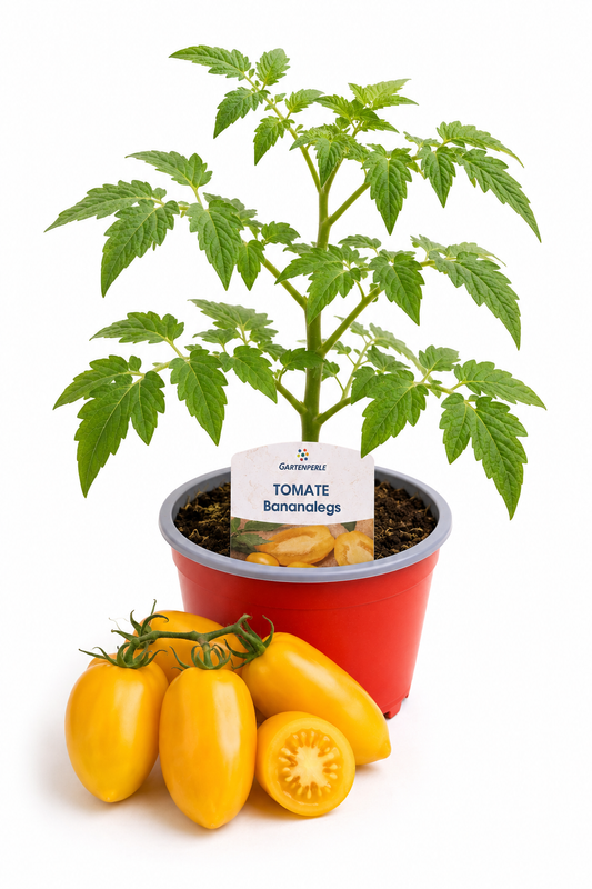 Tomate Bananaleg | Jungpflanze im T10,5 Topf