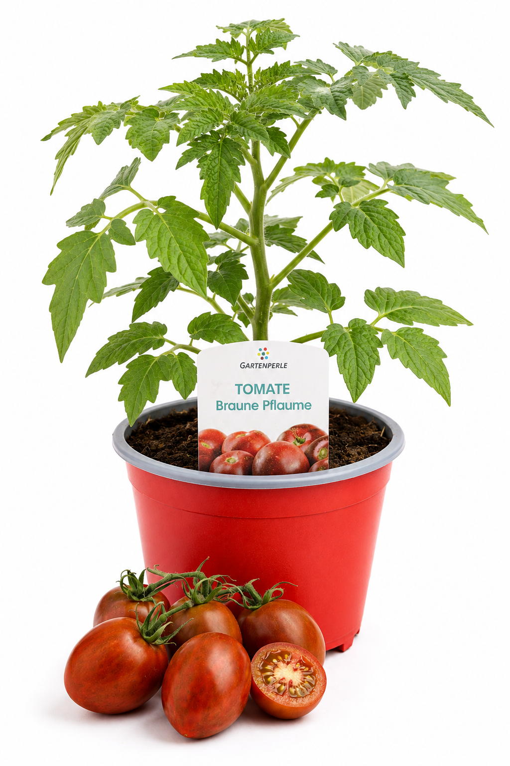 Tomate Braune Pflaume - Pflaumentomate