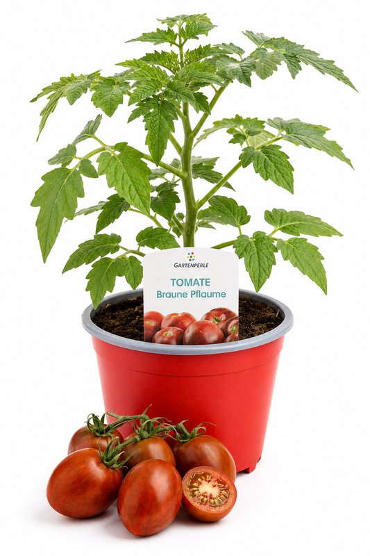 Tomate Braune Pflaume | Jungpflanze im T10,5 Topf