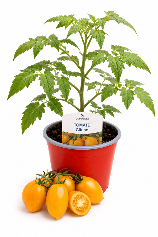 Tomate Citrina | Jungpflanze im T10,5 Topf