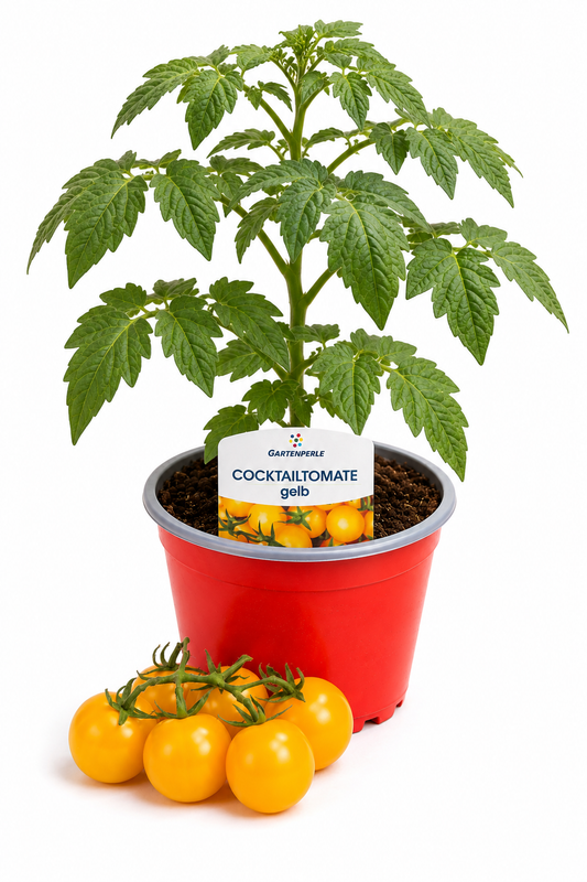 Cocktailtomate Gelb | Jungpflanze im T10,5 Topf