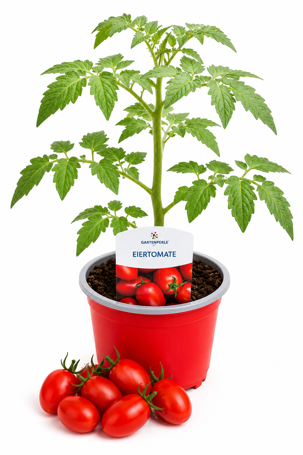 Eiertomate - Flaschentomate