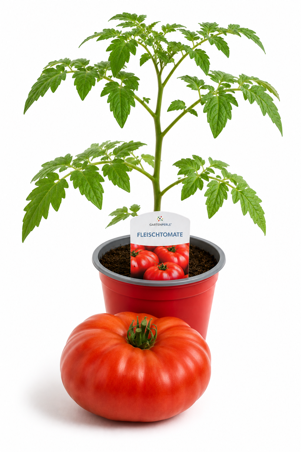 Fleischtomate - Fleischtomate