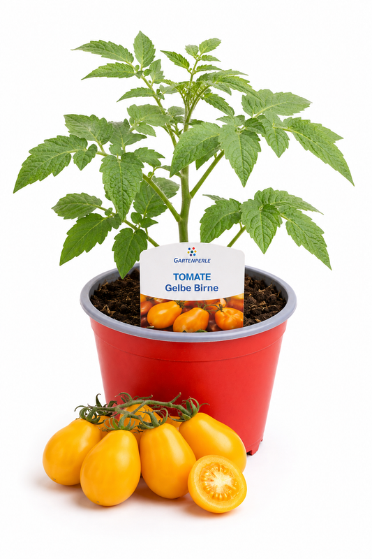 Tomate Gelbe Birne | Jungpflanze im T10,5 Topf