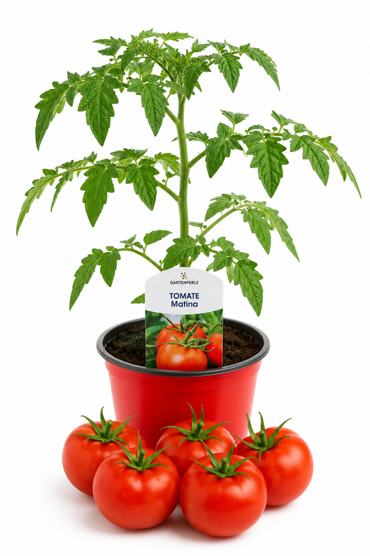 Tomate Matina | Jungpflanze im T10,5 Topf