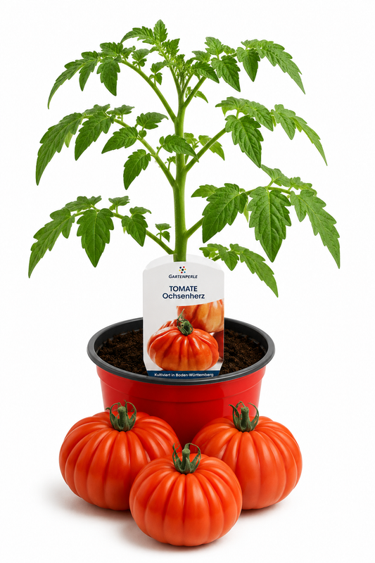 Tomate Ochsenherz | Jungpflanze im T10,5 Topf